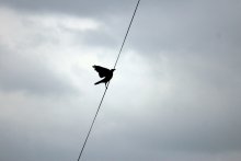 Stubborn crow / ***