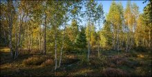 Birchwood at sunset / ***