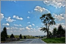 Strange tree in Monticello / ***