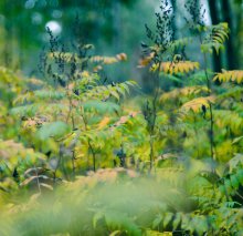 September in the park of the Red Army / ***