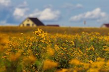 Tansy color / ***