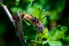 Bee in macro / ***