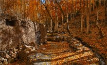 In the autumn woods / ****