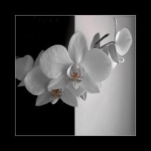 Orchid. (B / w?) / ***