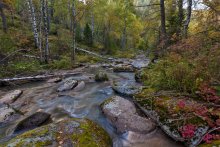 In the autumn forest ... / --- --- ---