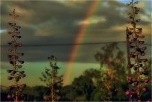 After the rain / Canon