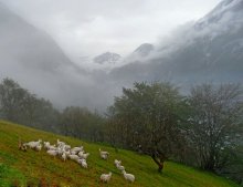 On wet banks of roaming herds ... Geiranger. Norway / ***