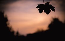 Waiting for Autumn / ***