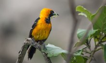 Hooded Oriole (masked color trupial) / ***