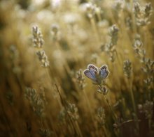 Butterfly - Flower / ***