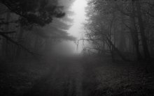 Foggy Crimean wood / ***