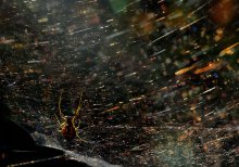 Waltz with the universe. / ***