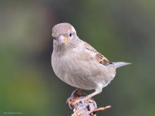 House-sparrow / ***
