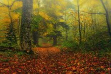 Forest roads ... / ***