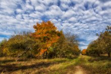 Apple orchard / ***