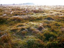 Gossamer field / ***