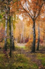 Autumn Path in Donetsk / ***