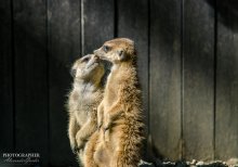 Zoo Osnabrück / ***