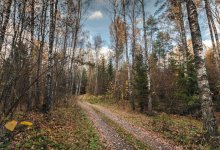 In the autumn forest ... / 16.10.13