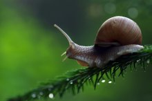 Where a hurry, a snail? / ***