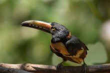 Collared Aracari / Collared Aracari