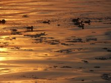 Evening / ***