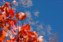 Autumn colors / ***