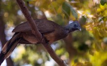 Grey-Headed Chachalaca (gray-chachalaka) / ***