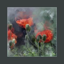 Poppies / music: Lund Quartet – Sequoia
 http://www.youtube.com/watch?v=RxUvO638hWY