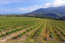 Young grapes. View of Mount Warlock / ***