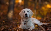 Luca / English cream retriever (female - five month old )