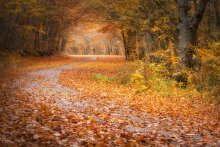 The road to autumn / ***