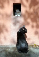 Cat, cat, look out the window! / ***