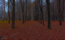 park silence / ***