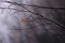 About autumn / .....