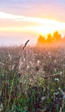 The morning dew. / ***