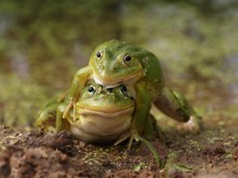 &quot;Give me, I&#39;ll kiss you! ...&quot; / -------