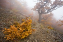 Misty lane Demerji / ***