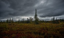 Mer Bleue Bog ( Transparent Autumn) / Mer Bleue Bog ( Transparent Autumn)