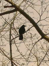 Dream about cheese / ***