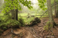 Abandoned Forest. / ***