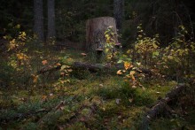 And the old tree stump ... / ***