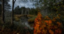 Transparent Autumn (Gatineau Park) / Transparent Autumn (Gatineau Park)