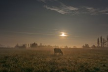 Morning in the village / ***