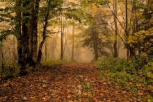 Forest / ***