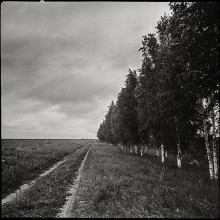 Young birch trees along .. / ***