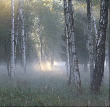 Morning in a birch grove. / ***
