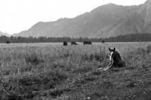 Gorny Altai. / ...