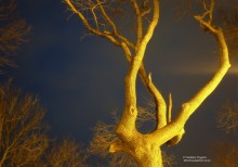 in the light of the lantern / ***