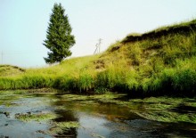 Lonely spruce / ...